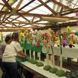 Iris show at Baker's Nursery