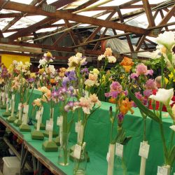 Iris show at Baker's Nursery