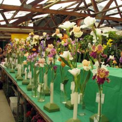 Iris show at Baker's Nursery