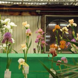 Iris show at Baker's Nursery