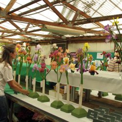 Iris show at Baker's Nursery