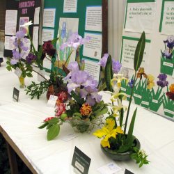 Iris Show at Baker's Nursery