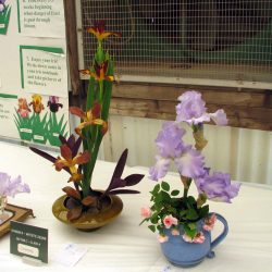 Iris show at Baker's Nursery