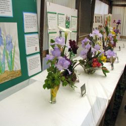 Iris show at Baker's Nursery