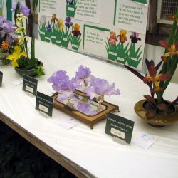 Iris show at Baker's Nursery