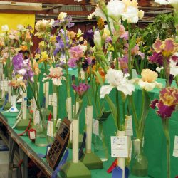 Iris show at Baker's Nursery