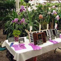 Iris show at Baker's Nursery