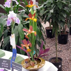 Iris show at Baker's Nursery