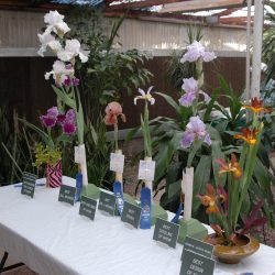 Iris show at Baker's Nursery