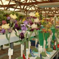 Iris Show at Baker's Nursery
