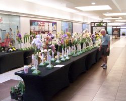 Iris Show at Christown Spectrum Mall