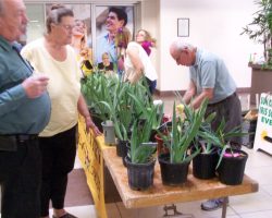 Iris Show at Christown Spectrum Mall