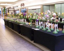 Iris Show at Christown Spectrum Mall