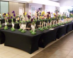 Iris Show at Christown Spectrum Mall