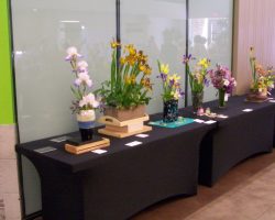 Iris Show at Christown Spectrum Mall