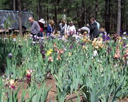 Forest Lakes Garden Visit and Judges Training