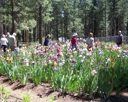 Forest Lakes Garden Visit and Judges Training