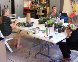 Rhizome Harvest in Sedona