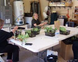 Rhizome Harvest in Sedona