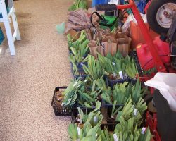Rhizome Harvest in Sedona