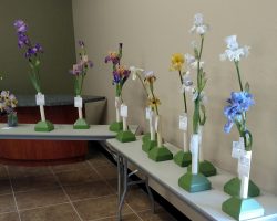 Early Iris Exhibit at Summerwinds Nursery