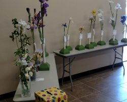 Early Iris Exhibit at Summerwinds Nursery