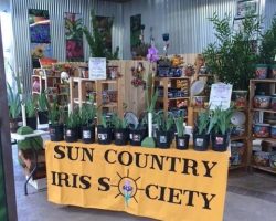 Early Iris Exhibit at Summerwinds Nursery