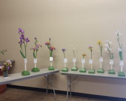 Early Iris Exhibit at Summerwinds Nursery