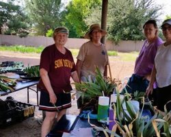 Rhizome Harvest at a member's garden