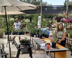 Late Iris Exhibit at Harper's Nursery
