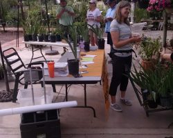 Late Iris Exhibit at Harper's Nursery