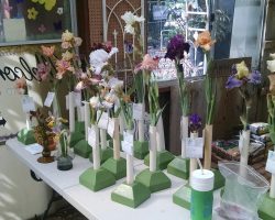 Late Iris Exhibit at Harper's Nursery