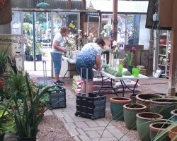 Late Iris Exhibit at Harper's Nursery