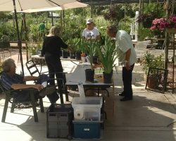Late Iris Exhibit at Harper's Nursery