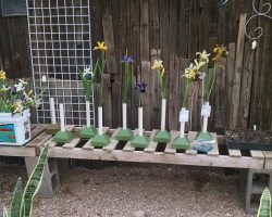 Late Iris Exhibit at Harper's Nursery