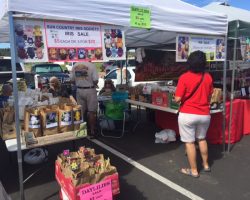 Rhizome Sale at Payson Farmer's Market