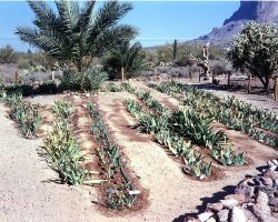 50th Anniversary Celebration (2019) - historic photos