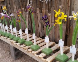 Late Iris Exhibit at Harper's Nursery