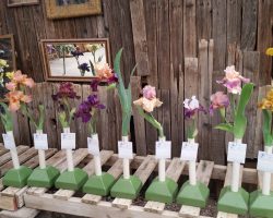 Late Iris Exhibit at Harper's Nursery