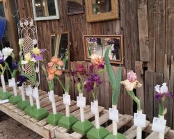 Late Iris Exhibit at Harper's Nursery