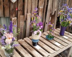 Late Iris Exhibit at Harper's Nursery