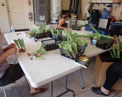 Rhizome Harvest in Sedona