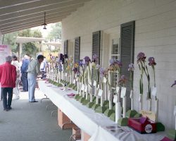 50th Anniversary Celebration (2019) - historic photos