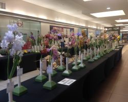 Iris Show at Christown Spectrum Mall