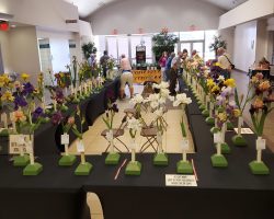 Iris Show at Christown Spectrum Mall