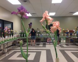 Early Iris Exhibit at Summerwinds Nursery