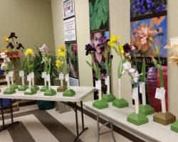 Early Iris Exhibit at Summerwinds Nursery