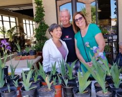 Early Iris Exhibit at Summerwinds Nursery