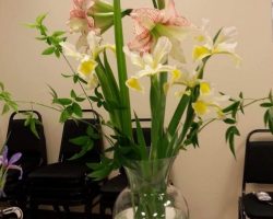 Early Iris Exhibit at Summer Winds Nursery