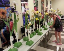 Early Iris Exhibit at Summer Winds Nursery